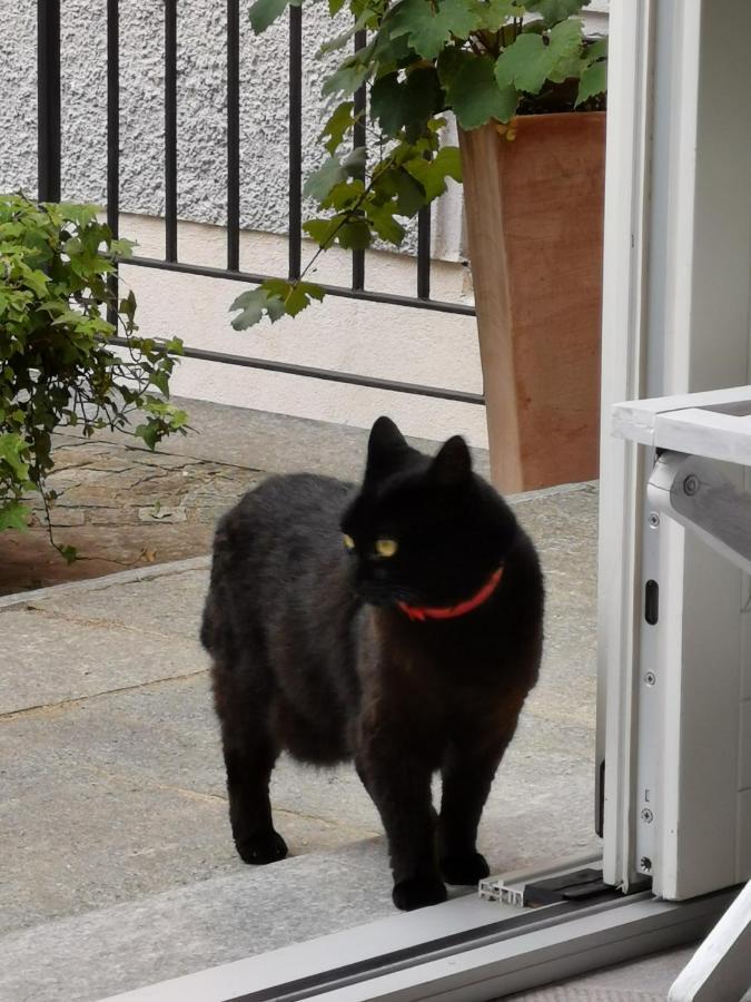 B&B Villa Dei Pini Cannobio Dış mekan fotoğraf