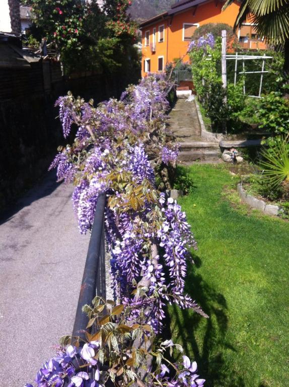 B&B Villa Dei Pini Cannobio Dış mekan fotoğraf