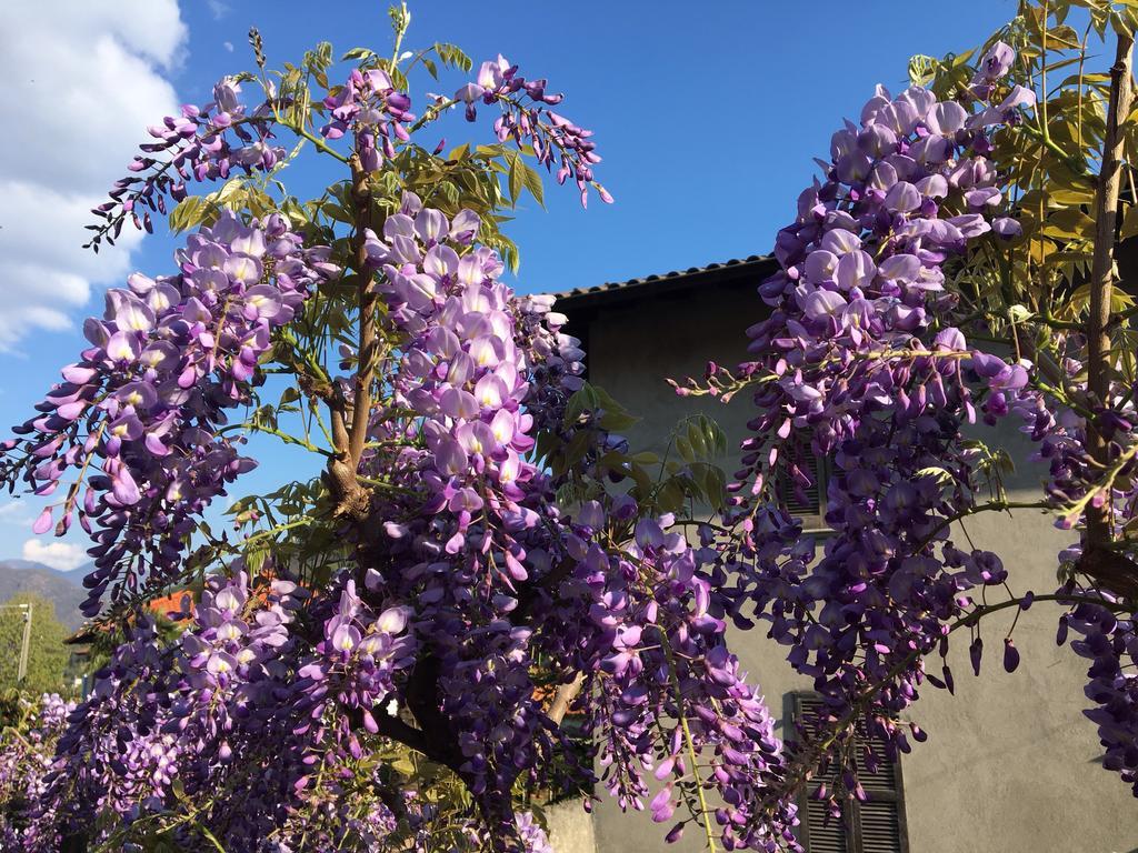 B&B Villa Dei Pini Cannobio Dış mekan fotoğraf