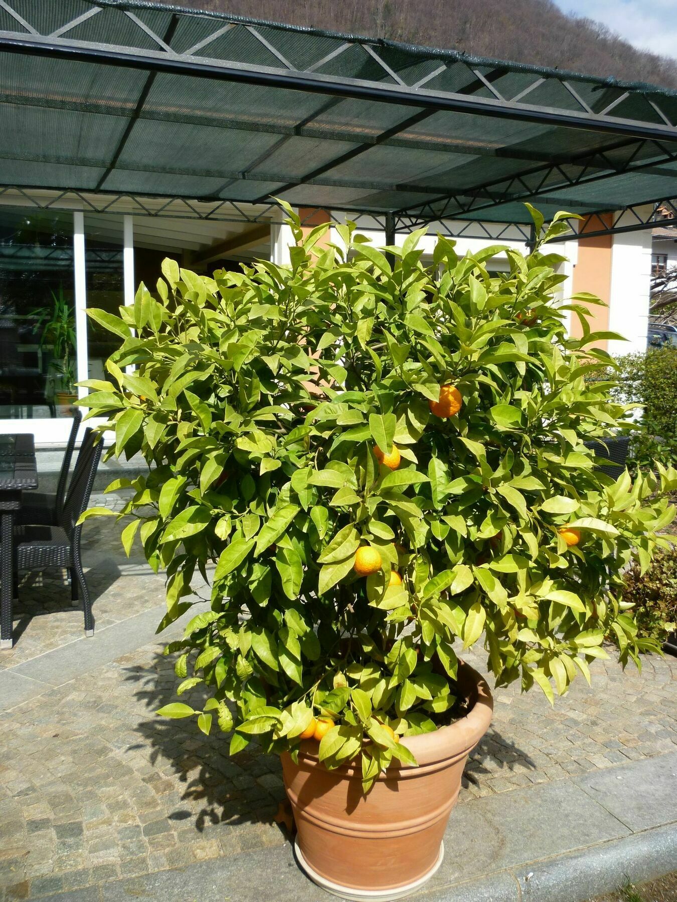 B&B Villa Dei Pini Cannobio Dış mekan fotoğraf